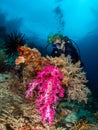 Female diving. Misool Raja Ampat Indonesia diver