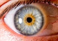 close up eye. close up Iris. very Close macro shot of an eyeball. very pale blue and orange Royalty Free Stock Photo