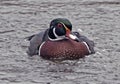 Alex - The North American Wood Duck Royalty Free Stock Photo