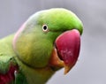 Alexandeine Parakeet Royalty Free Stock Photo