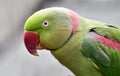 Alexandeine Parakeet Royalty Free Stock Photo