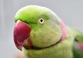 Alexandeine Parakeet Royalty Free Stock Photo