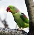 Alexandeine Parakeet Royalty Free Stock Photo