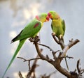 Alexandeine Parakeet Royalty Free Stock Photo