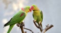 Alexandeine Parakeet Royalty Free Stock Photo