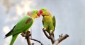 Alexandeine Parakeet Royalty Free Stock Photo