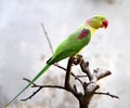 Alexandeine Parakeet Royalty Free Stock Photo