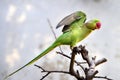 Alexandeine Parakeet Royalty Free Stock Photo