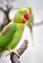 Alexandeine Parakeet Royalty Free Stock Photo