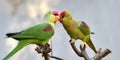 Alexandeine Parakeet Royalty Free Stock Photo