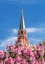 Alexander Garden during the flowering period. Trinity Kremlin tower in lilac colors. Royalty Free Stock Photo