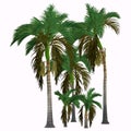 Alexander King Palm Tree Royalty Free Stock Photo