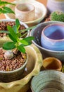 Alexandria laurel growing in the small ceramic pot