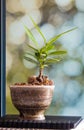 Alexandria laurel growing in the small ceramic pot