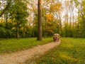 Autumn trees, a horse walking coach with tourists