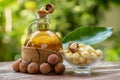 Alexandrian laurel or Calophyllum inophyllum green leaves, fruits on nature background