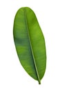 Alexandrian laurel leaf isolated