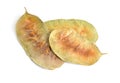 Alexandrina senna pods. Cassia senna, Egyptian senna, Tinnevelly senna, East Indian senna isolated on white background