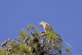 Alexandrine Parakeet