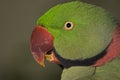 Alexandrine Parakeet