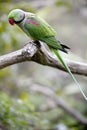 Alexandrine Parakeet