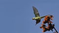 Alexandrine parakeet at Bardia national park, Nepal