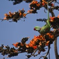 Alexandrine parakeet in Bardia, Nepal