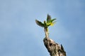 Alexandrine Parakeet (bird)