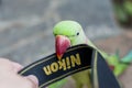 Alexandrine Parakeet parrot chewing nikon`s camera strap