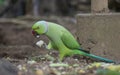 Alexandrine Parakeet parrot eating food from the ground Royalty Free Stock Photo