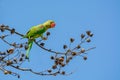 Alexandrine parakeet or Alexandrine parrot Psittacula eupatria, beautiful green bird perching on branch. Royalty Free Stock Photo