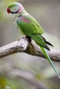 Alexandrine Parakeet (Psittacula eupatria)