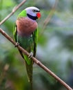 Alexandrine parakeet ,Colorful parrot