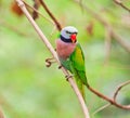 Alexandrine parakeet Royalty Free Stock Photo