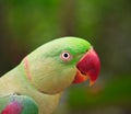 Alexandrine parakeet Royalty Free Stock Photo