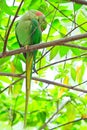 Alexandrine parakeet Royalty Free Stock Photo