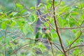 Alexandrine parakeet Royalty Free Stock Photo