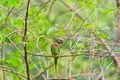 Alexandrine parakeet Royalty Free Stock Photo