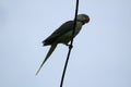 Alexandrine parakeet with visible red mark on the wing Royalty Free Stock Photo