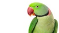 Alexandrine Parrot Closeup - Extracted