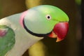 Alexandrine parrot head side view