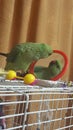 Alexandrine parrot looks in the mirror