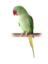 Alexandrine Parrot, Parakeet Medium sized parrot, green feathers, red mouth, Live in forest isolated on white background Royalty Free Stock Photo