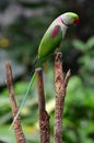 Alexandrine Parrot