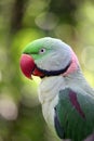 Alexandrine Parrot