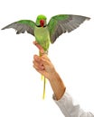 Alexandrine Parrot on Veterinarians Finger Wings Spread