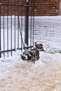 Alexandrov,Russia 05 January 2022 the iron dog is tied to the fence with a chain Royalty Free Stock Photo