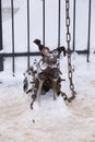 Alexandrov,Russia 05 January 2022 the iron dog is tied to the fence with a chain Royalty Free Stock Photo