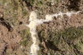 White lichen and green moss entered in relief of crack in the bark of a tree near Royalty Free Stock Photo