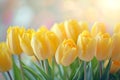 Romantic, beautiful, chic background of delicate yellow tulips spring atmosphere, Generated AI